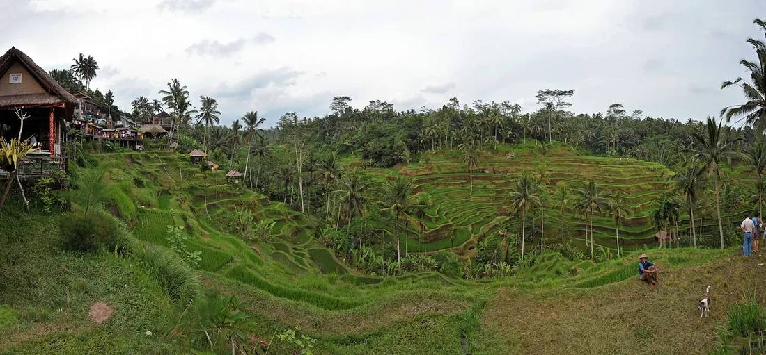 Tegallalang rice terraces Ubud Bali Indonesia eco-tourism — book Bali eco-stays via IMPT