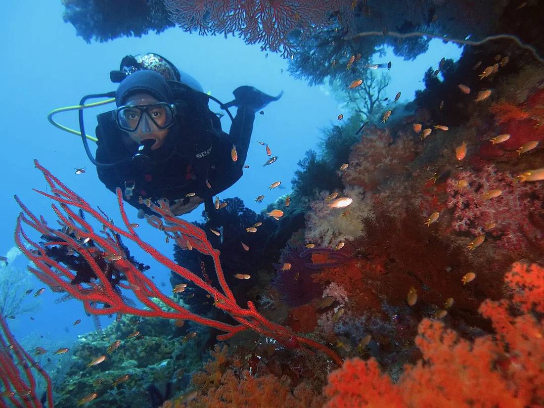 Raja Ampat Indonesia coral triangle Misool Eco Resort diving — book via IMPT