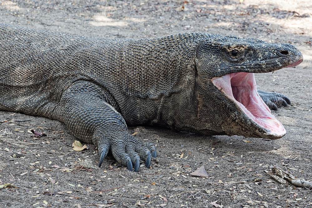 Komodo dragon Komodo National Park Indonesia eco-tourism — IMPT eco-bookings